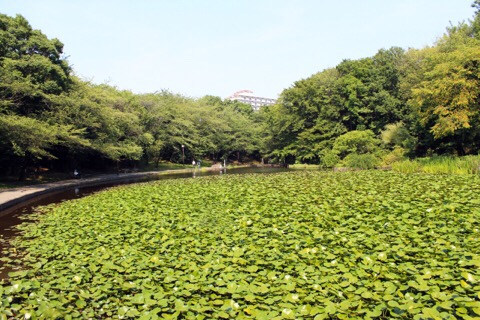 都筑区サイクリングコース